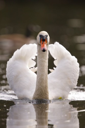 A white adult swan gliding through water with its wings pointing upwards. The swan looks straight at the camera.