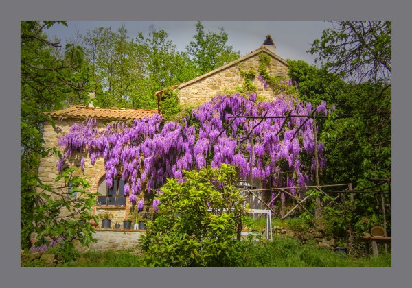 A stone house with a red tile roof with its facade hanging with cascades of thousands of  pink purple wisteria flowers