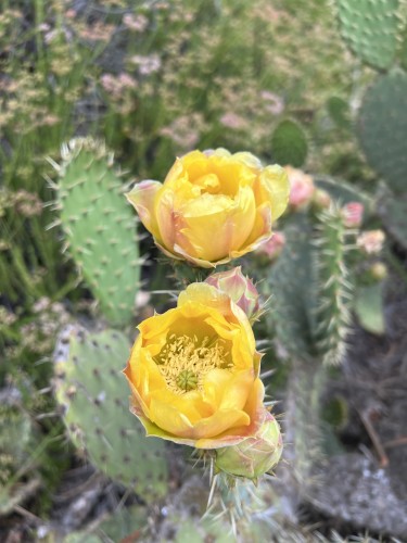 Bright yellow flowers blooming on a prickly pear cactus also loaded with Pinkish buds 
