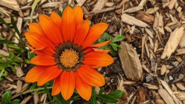 Close-up of an orange flower, with mulch in the background. Aspect ratio 16:9. Layout landscape.