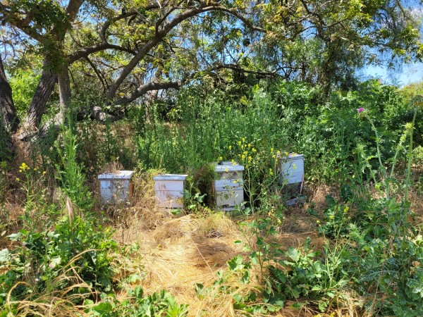 Four beehives, completely covered and overgrown with weeds, under an oak tree. Field is full of thistle.