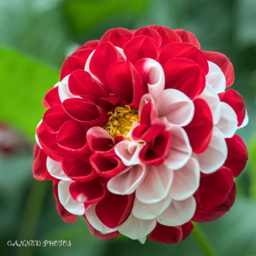 Close-up of a red and white dahlia with intricate petals against a blurred green background.