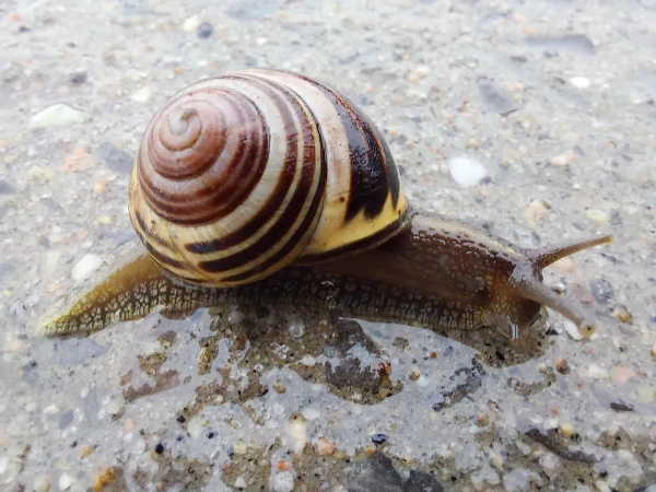 A snail on wet pavement. Their spiraling shell is ruddy at the center, then becomes pale as it winds outwards, accompanied by three dark stripes