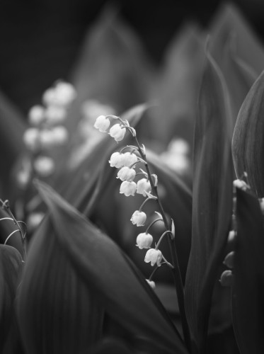 Black and white close up of a lily-of-the-valley. In the background: out of focus leaves and further blossoms.