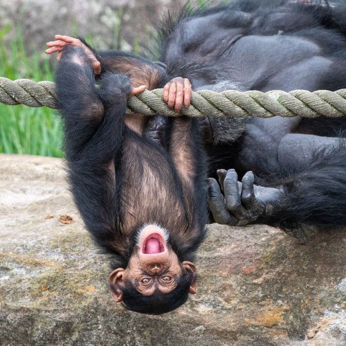 A young chimp hangs upside down, mouth wide open, using all four limbs to grip a thick rope. Their mother sleeps behind them on a large rock.