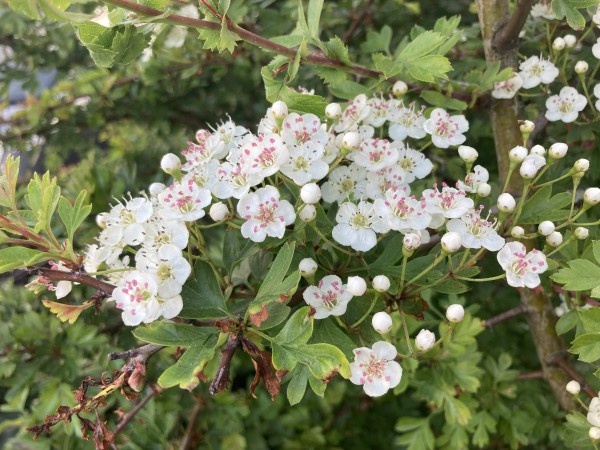 Photo of a spray of white Hawthorn blossom against a backdrop of dense, green foliage. There’s a balance of flowers just past their prime, the ones at peak perfection with bright pink sepals, and tight buds.