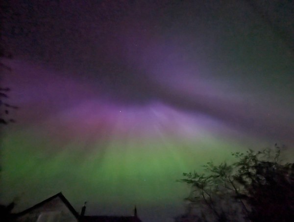 Aurora borealis (Northern Lights) with vivid green and purple colors in the night sky, silhouetted trees in the foreground.