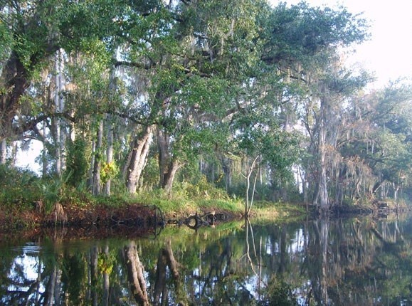 Shingle Creek, Kissimmee, Florida:, trees with light colored trunks, green leaves, some with grey moss, along creek side reflected in still water