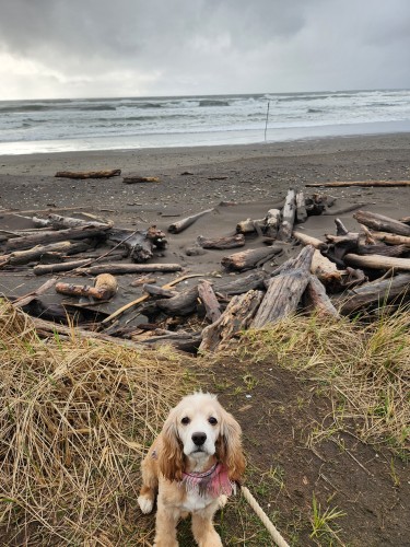 A grey beach with strong waves in the background. In the foreground is a bunch of driftwood, and up on a dune at the front is Dexter, a cocker spaniel, just peeking his head into the photo. 