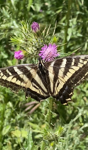Pale Swallowtail seems to really like these thistle. It came back again and again, despite my presence. 