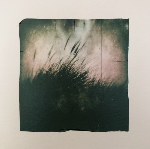 Blurred photo of Ammophila arenaria in a light breeze, at dusk,  black pink sky. Polaroid emulsion lift.