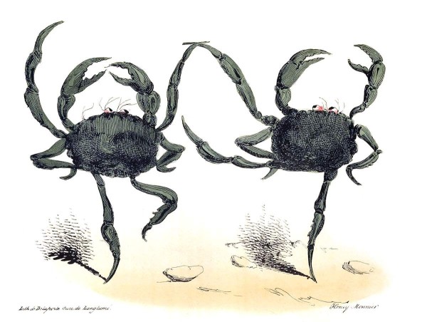 Two crabs are having a dance, mimicking the performance of two ballet dancers