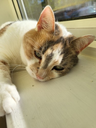 Calico cat, flat on her side on a narrow  windowsill, face close up, looks contemplative and tired, sun shining at her, white fur lighting up