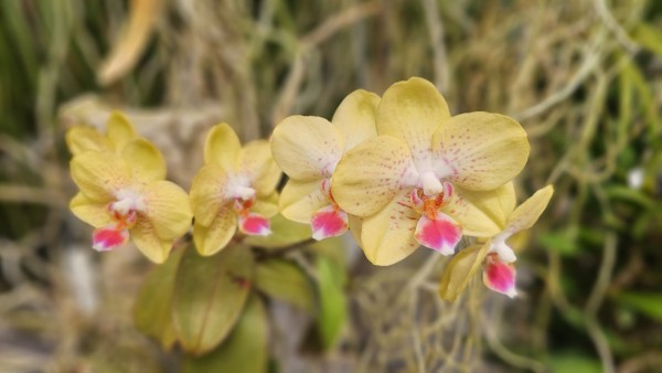 A series of yellow flowers along an orchid stem. Each has three petals, two sepals, all with rows of small red spots. Under a white tooth-shaped structure in the center is a three-lobed lip. Each lobe is a bright red color with white accents on the end. The background is blurry green leaves and root-like structures.