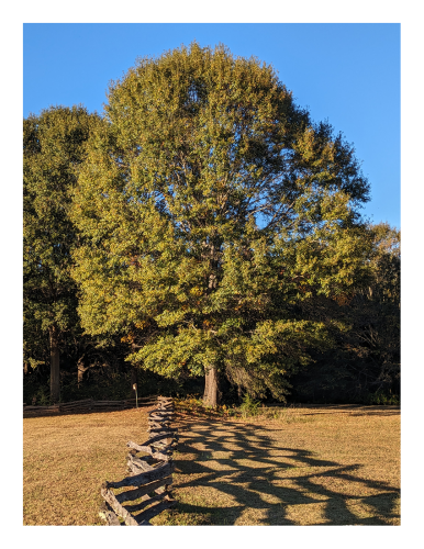 late Fall afternoon. a large oak stands at the edge of a field in the mid-distance with a wood behind it. a split rail fence, casting its shadow, leads to the tree from the foreground. the background is blue sky.