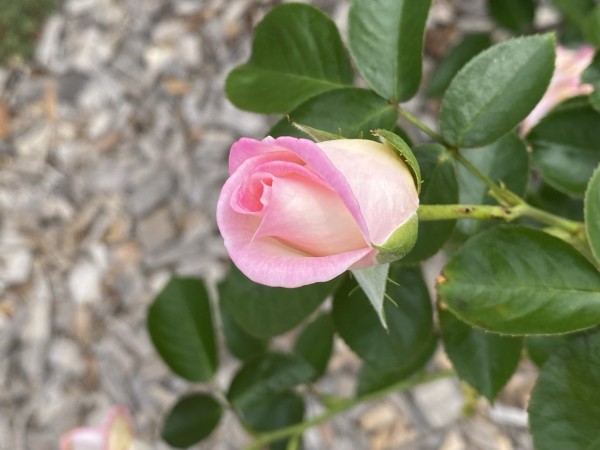 Photo of a pale pink rose not long opened out from a fully closed bud. The edge of the petals is a light pink while the rest is a pink-tinged white. Looks delicate and perfect.