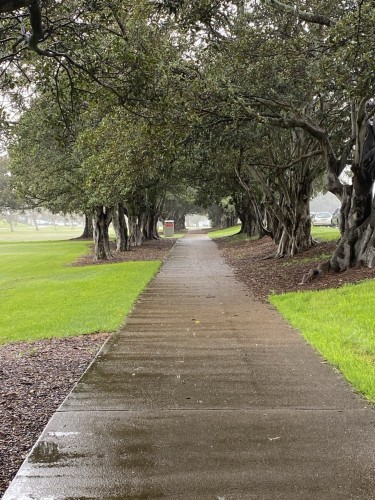 Photo of the wet pathway through the avenue of Port Jackson figs. Lush and vividly green grass lawns on both sides.