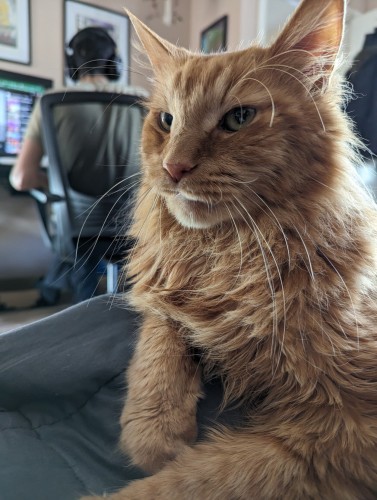 majestic orange cat beast, sitting on my lap, long haired and whiskers full of wisdom