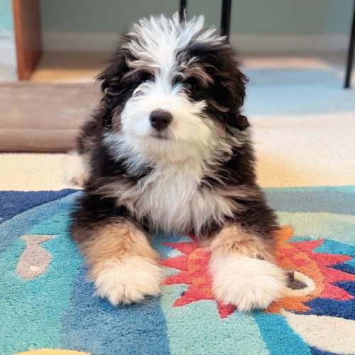 Black white and tan puppy on an ocean themed rug