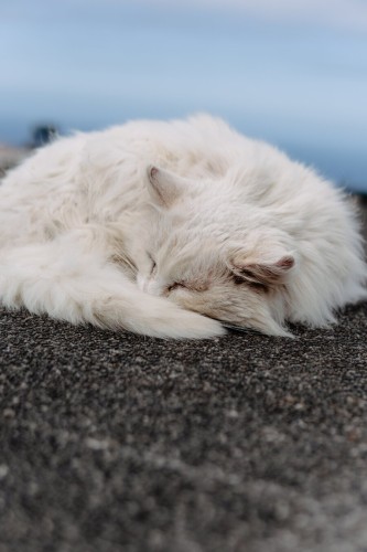 A sleeping white cat on concrete