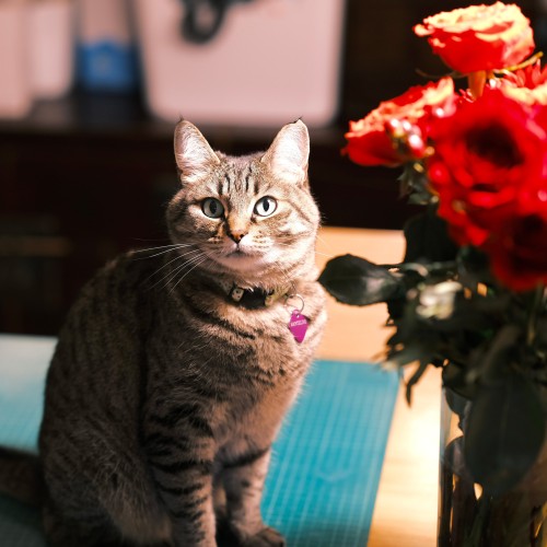 Tabby cat with purple heart on collar staring at photographer and standing proudly next to a vase full of red flowers