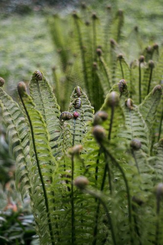 Ferns with curled tips, a snail sits on the central branch of the fern. Some parts of the background and foreground are completely blurred.
