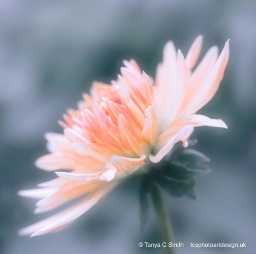 A delicate dahlia flower displays its layered petals in a soft gradient of pinks and oranges, gently unfurling against a blurred blue-green background. The soft focus creates a dreamy atmosphere, emphasizing the bloom's ethereal beauty.