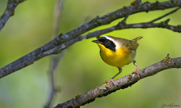 Small bird with bright yellow underside, brown wings, and inky black mask, perched on a bare twig