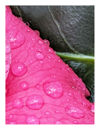 extreme close-up of a pink petal dotted with raindrops. a waxy green leaf behind it.