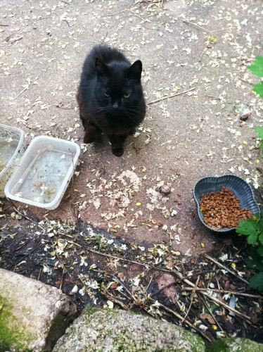 Un chat noir devant une gamelle de croquettes qui se demande pourquoi une humaine reloue vient l'embeter alors qu'il mangeait