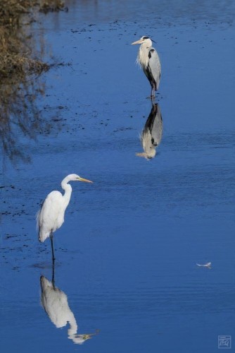 a great egret and a grey heron standing in a creek, with a stray feather floating along