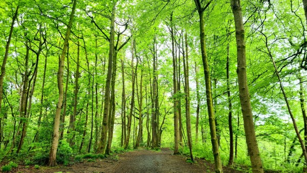 A path leading through a grove of tall, thin beech trees covered with bright green leaves.