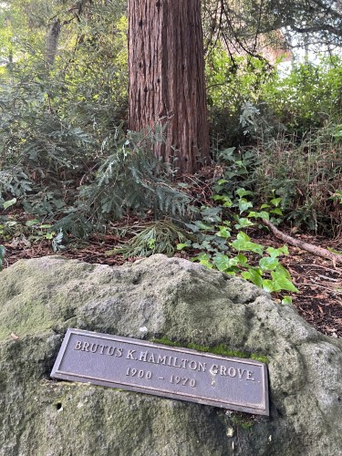 A dedication plaque set in a rock with a tree in the background on the campus of the University of California, Berkeley.