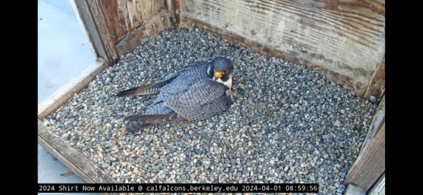 A close-up view of a falcon on the Campanile on the campus of the University of California, Berkeley, via the Cal Falcons web camera.