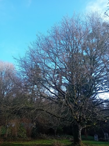 Le ciel bleu de ce matin derrière mon majestueux chêne