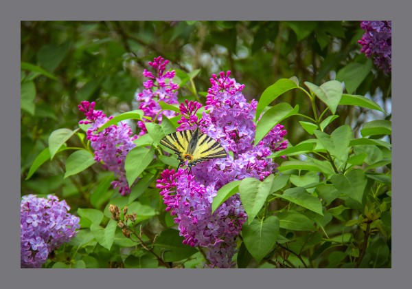 A large yellow butterfly with black stripes and red markings sits on a lilac flower