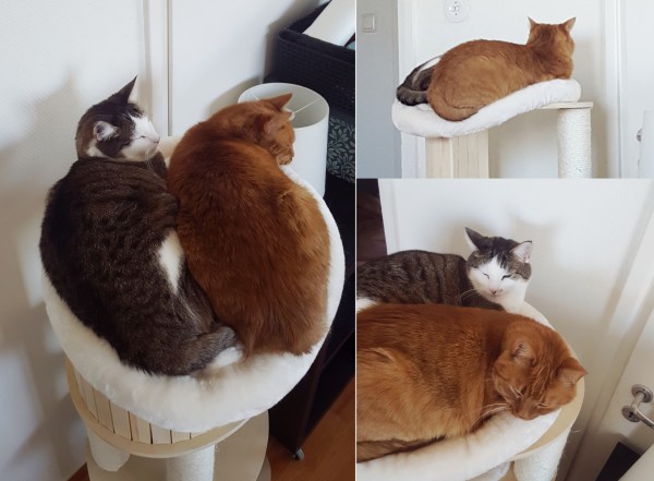 A triptych of lower quality and composition images of two cats sleeping in the same doughnut-shaped cat bed upon the same cat tree. They very barely fit and are in fact gently spilling out in that liquid cat fashion wherein they're still fully comfortable, but it looks very unergonomic and precarious. Truly it is just a lot of cat in not a very big space. They both look like they're half asleep and thinking: "Fuck off, mother, we're napping."