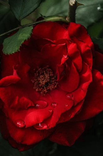 This is a close-up photo of a red rose with some water drops.