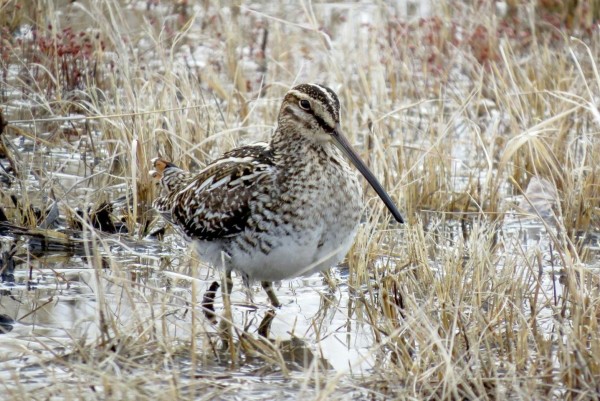 A bird called a Wilson's Snipe is wading in a marsh flooded with snow melt and full of dried grass clumps. The bird has a tremendously long, skinny beak for probing in the mud, and a large dark eye that lets it see in low light. Alternating stripes of brown and white are on the top of its head and face. Brown speckled feathers are on its chest and sides of its white belly, while its back is brown with white speckles that allow it to camouflage in the marsh.