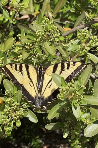 Tiger Swallowtail 