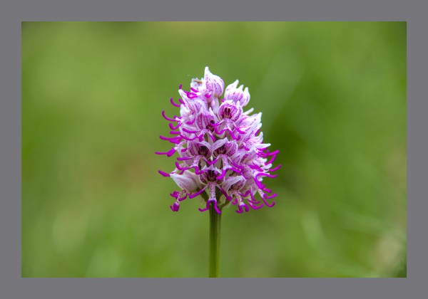 A single pink orchid against a green background. It is made up of lots of individual flowers  with pink 'legs' which look like naked men