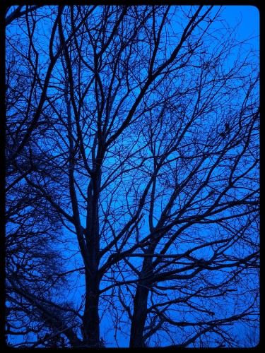 Bomen in blauw 