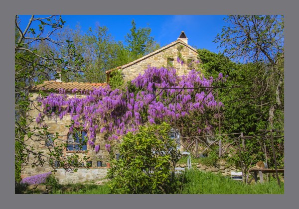 A stone house with red tiled roof is covered with cascading purple wisteria.