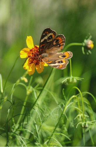 This is a common buckeye butterfly on a yellow flower.
