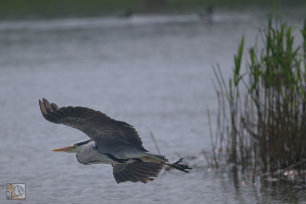 a heron in flight