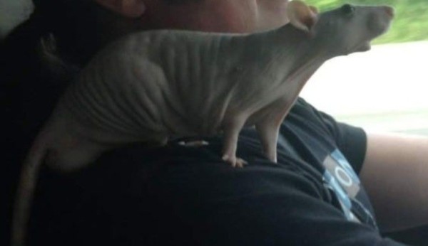 Some naked looking rat on some guy's shoulder, probably in a truck.