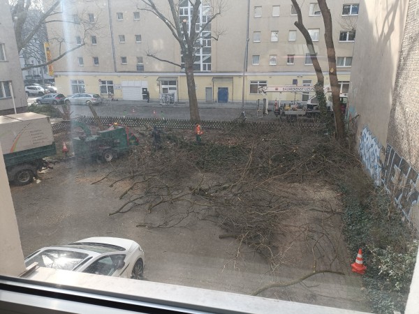 Trees and bushes being chopped down by workers.