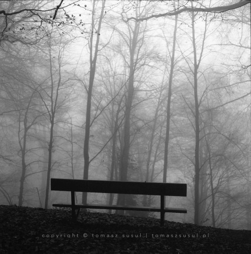 The black and white photograph shows a lonely bench at the edge of a forest shrouded in mist. Silence and emptiness.