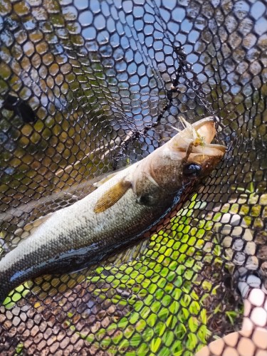 A bass in a net. A lure made of deer hair is in its mouth.