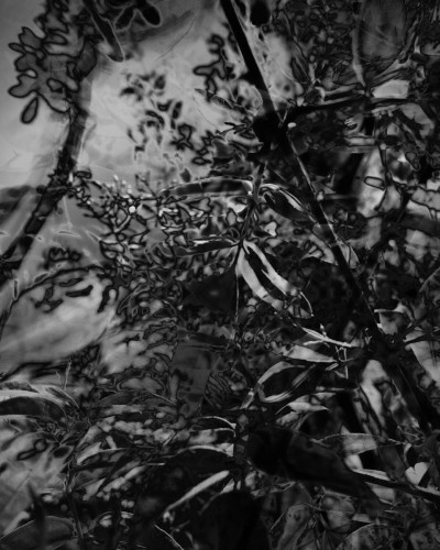 A black and white abstract photographic study of plants and foliage, blended and multilayered employing solarisation and distortion to create an ambiguous landscape detail. 